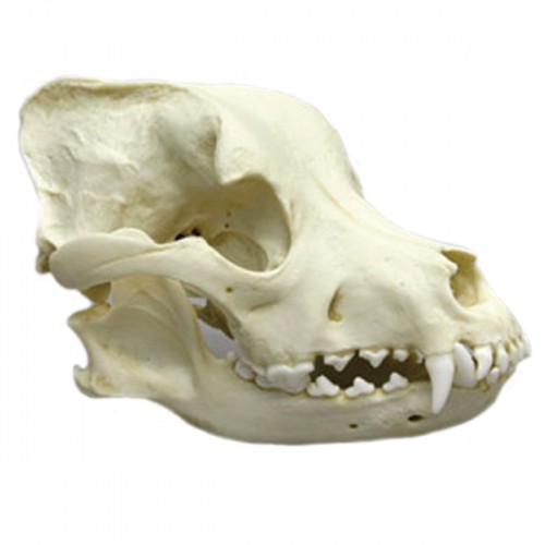 pitbull skull